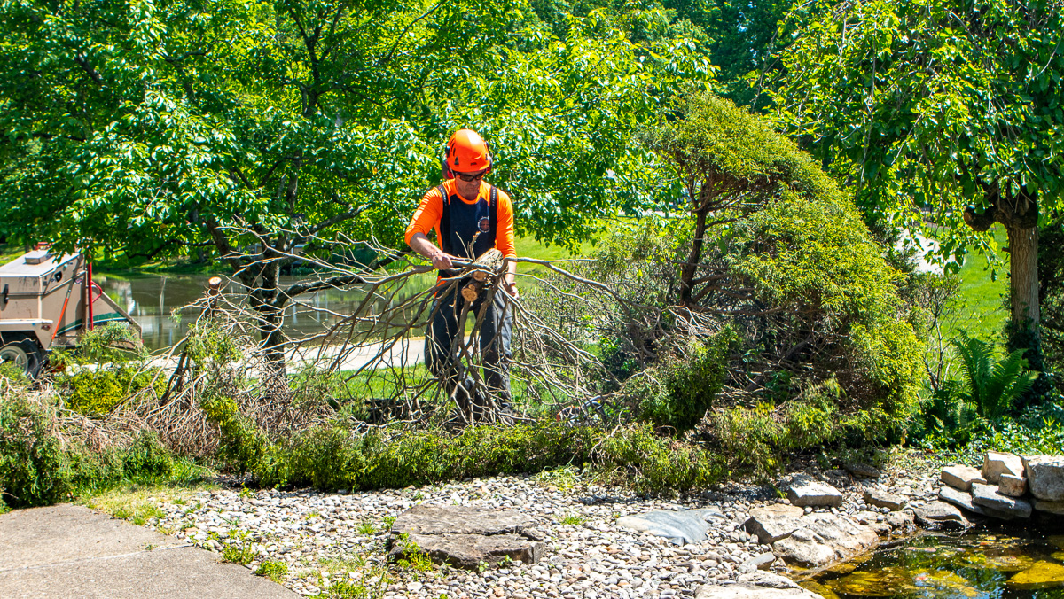 How Arborists Help Mitigate Storm Damage to Trees